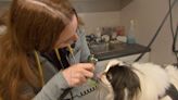 Ways pet owners can save on vet visits amid rising costs due to inflation