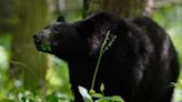 ‘Aggressive’ bears charge at hikers, attack dog off Blue Ridge Parkway, rangers say