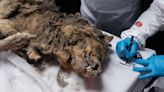 Russian scientists conduct autopsy on 44,000-year-old permafrost wolf carcass