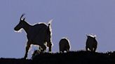 WA mountain goats struggle to survive