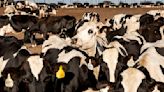 Converting cow manure to fuel is growing climate solution, but critics say communities put at risk