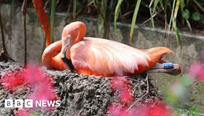 Flamingo lays egg at Paradise Park for first time in five years