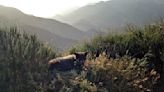 Bear cub struck and killed trying to cross 14 Freeway in Santa Clarita