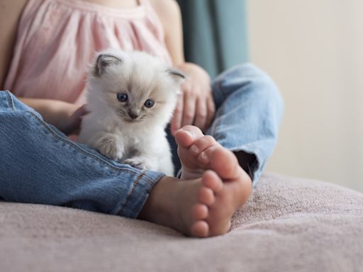 Ragdoll Kitten Wags Tail Just Like a Puppy and It's Too Cute