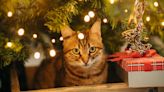 Pets and holidays: A recipe for disaster?