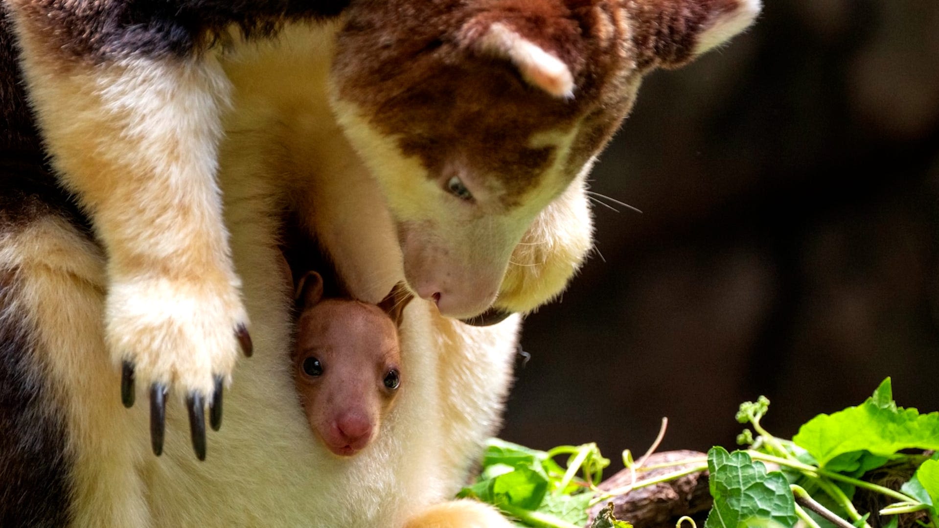 Rare kangaroo joey makes his first appearance at New York's Bronx Zoo