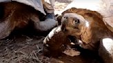 Two rare Galápagos tortoises stolen from Florida zoo