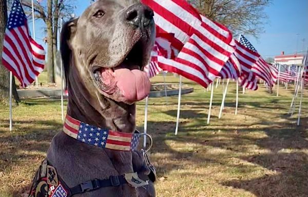 Honor your first responder canine by nominating them for the American Humane Hero Dog Awards