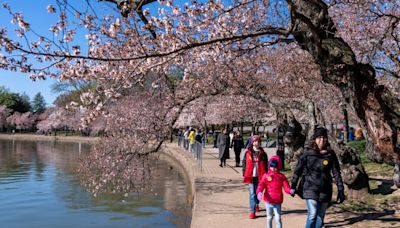 2024 Cherry Blossom Festival in DC breaks record with 1.6 Million attendees