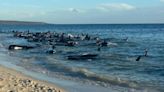 Más de 150 ballenas quedaron varadas en la costa de Australia: al menos 26 murieron y se teme que haya que sacrificarlas