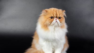 Charming Persian Kitten Enchants Cat Show Judge and Audience with Ultra-Fluffy Tail