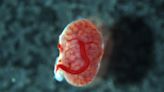 Primeiro transplante de feto para feto é testado em ratos