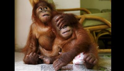 Malaysia’s ‘orangutan diplomacy’ plan slammed as ‘obscene’