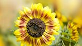 Want Big, Beautiful Blooms? Here's Exactly When You Should Plant Your Sunflowers