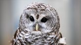 Owl abandoned by parents finds new life as ‘Wildlife Ambassador’