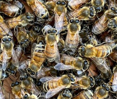 An Arizona golf course worker was killed by a swarm of bees while mowing in ‘tragic workplace accident’