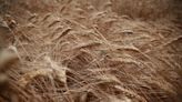 Wheat Stocks Plummet as Traders Navigate Policy Uncertainty