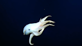 Scientists spot rare, ghostly ‘Dumbo’ octopus in deep sea off Hawaiian islands