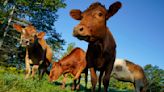 US beefs up campaign to ensure accurate animal welfare claims on meat, poultry packaging