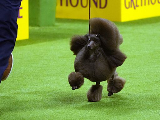 Meet Sage, winner of the 2024 Westminster Kennel Club Dog Show