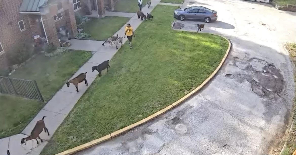 Goats get loose while on the job at Pittsburgh housing authority location