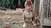 Ataque de perros pitbull: se conocen nuevos detalles del caso que ocurrió en Bogotá