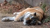 What caused the death of Tikva, a 16-year-old Amur tiger, at the Erie Zoo?