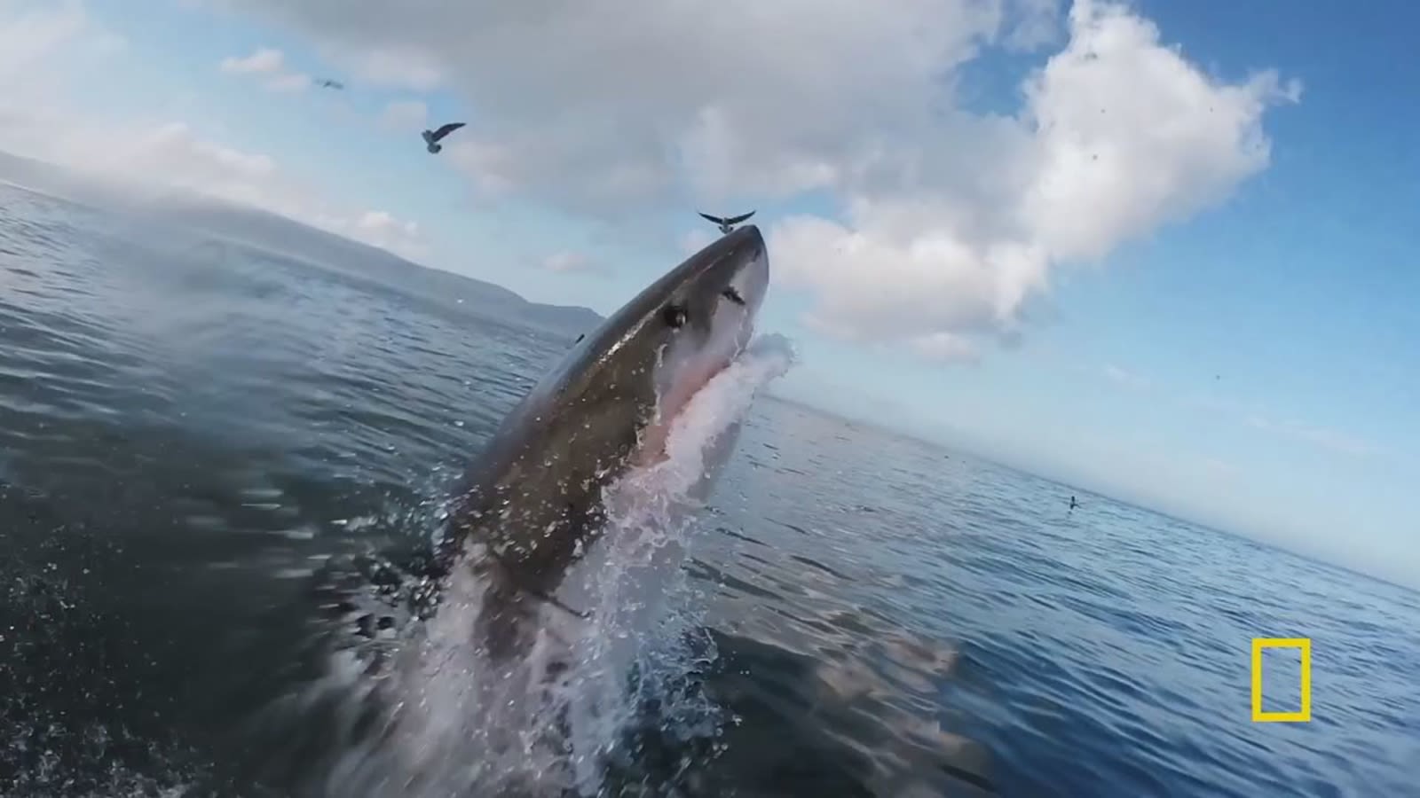 'Sharkfest' swims to NatGeo beginning June 30