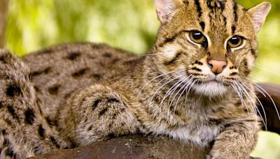 Más que un felino: la asombrosa vida del gato pescador y los secretos que guarda