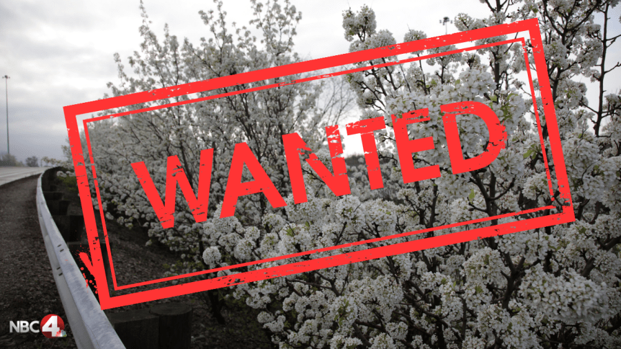 Wanted: Licking County organization puts a ‘bounty’ on Bradford pear trees