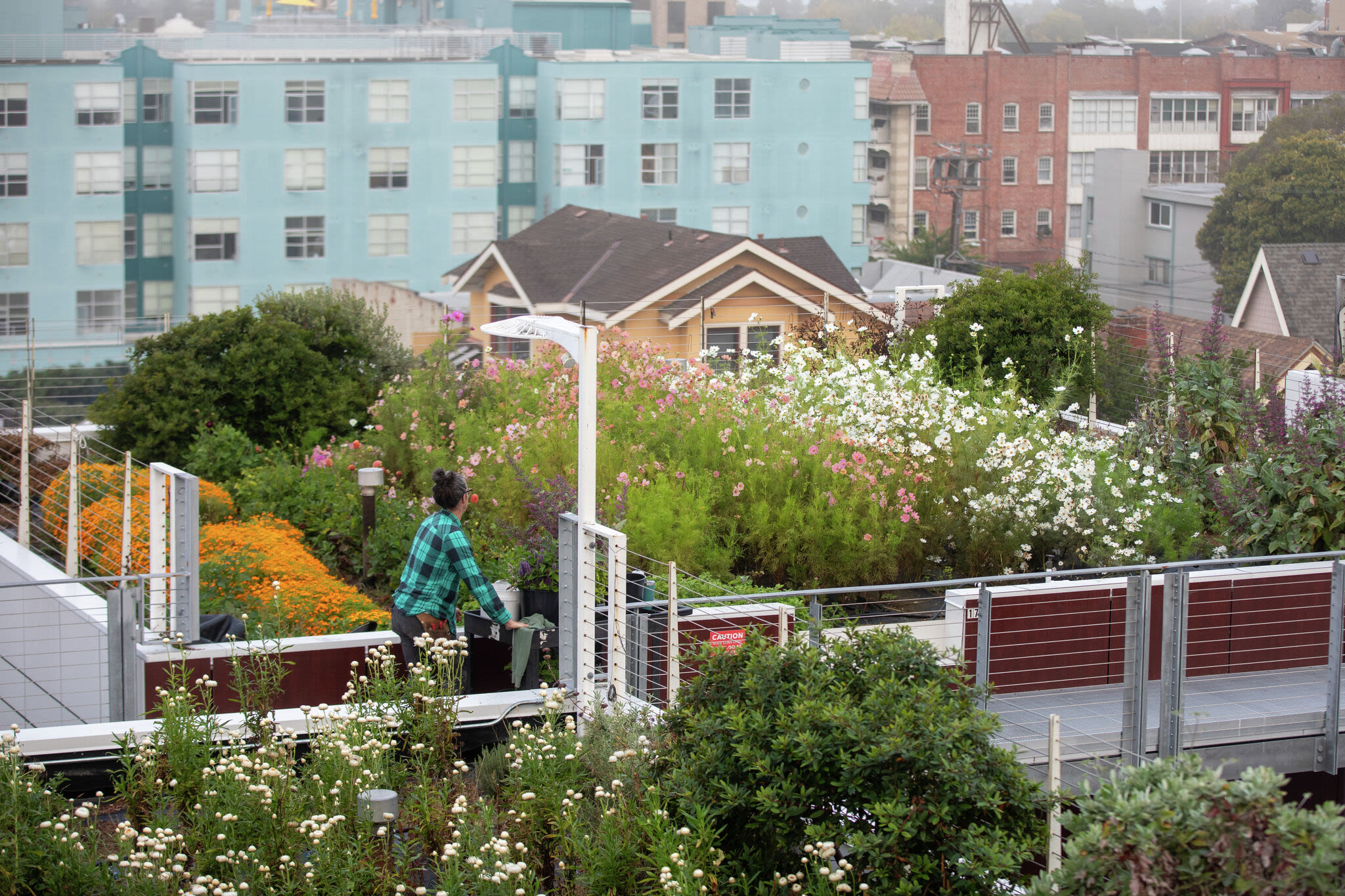 A Bay Area flower farm hides in the sky