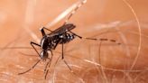 Healthful Hints: Mosquitoes show preference for type O blood