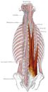 Erector spinae muscles