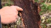 Discovery of bark beetle in Bothell is ‘concerning,' state says