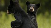 North Carolina wildlife officials investigating after video surfaces of people pulling bear cubs from tree