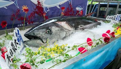 駁黑鮪魚價格下滑 張致盛說均價每公斤339元比去年高2%