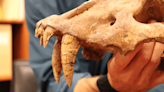 Fossil found on Texas coast from extinct saber-toothed cat