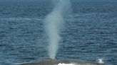 Blue whales ingest 10 million pieces of microplastics per day, study says