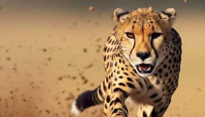 In Telangana, Cheetah Strays Into A Village. Injures Goats And Calves - News18