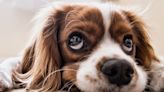 Enfermedades respiratorias en perros causa alerta por epidemia: síntomas y cómo se contagia