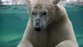 Oso polar murió ahogado en un zoológico tras “jugar bruscamente” con su compañero de hábitat