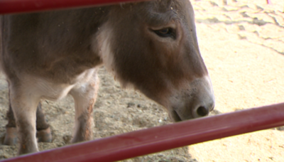 Park Fire: Volunteers save animals behind fire lines in Butte County