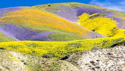 Will there be a ‘superbloom’ this year in California? Here’s what to know