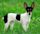 Toy Fox Terrier