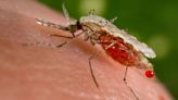 The mosquito era: As the world warms, these insects are thriving – and bringing disease