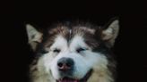 Silly Malamute Tries to Snuggle Mom but Gets More Than He Bargained For