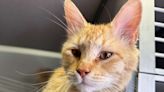 Texas Cat Pulled from the Edge of a Busy Highway Overpass and Is Saved 'Against All Odds'