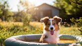 Keep your furry friends safe from dangerous heat