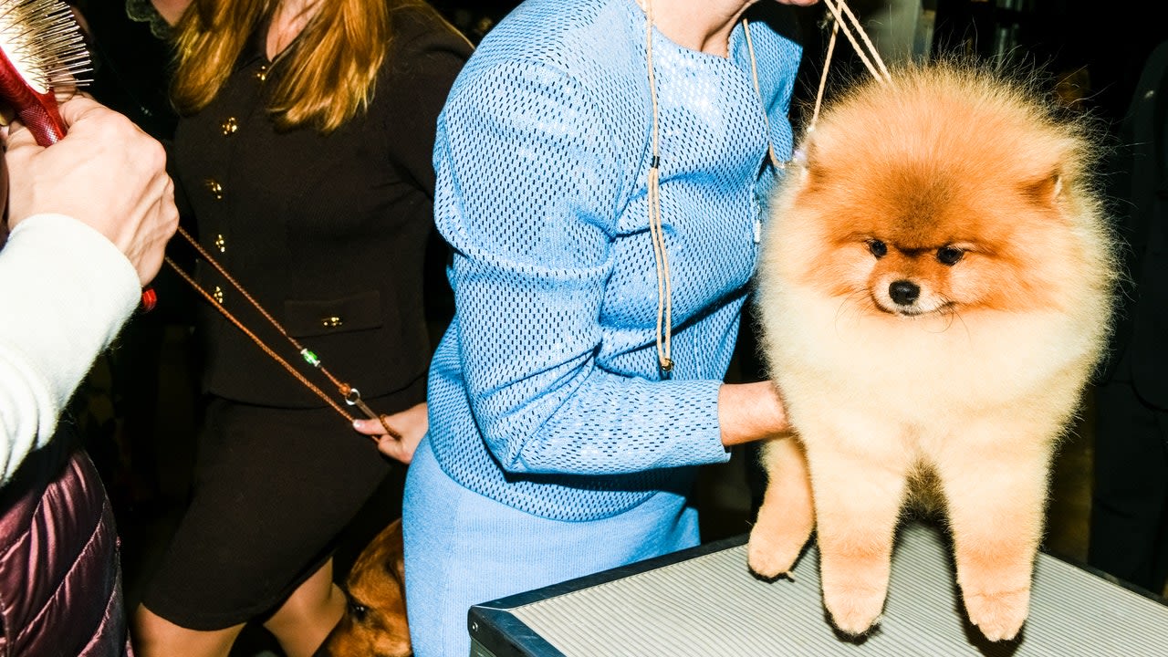 The Wacky and Wonderful World of the Westminster Dog Show