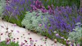 The 10 best plants for front yard paths – expert picks to mean a designer touch is the first thing you see when you get home